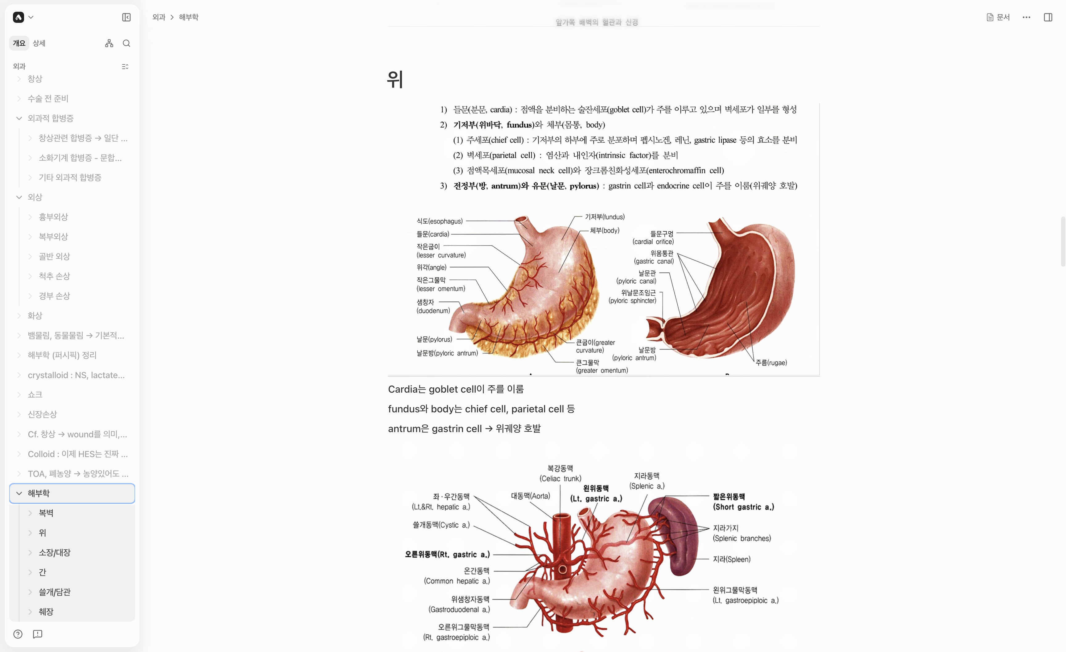 An Arky document showing the stomach shell card from the same anatomy unit in a continuous top-to-bottom view