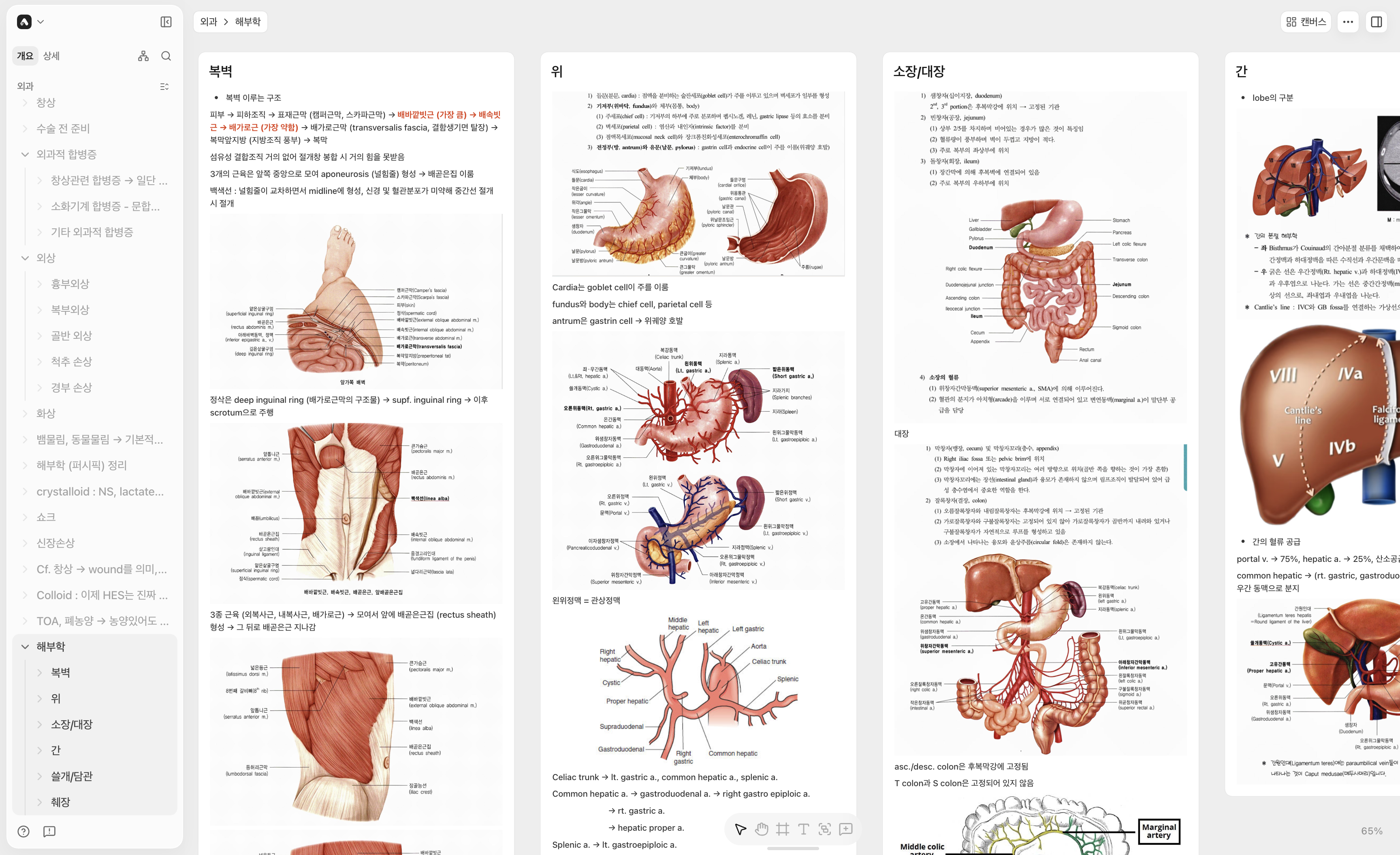 An Arky canvas dividing an anatomy unit into shell cards for the abdominal wall, stomach, small and large intestines, and liver